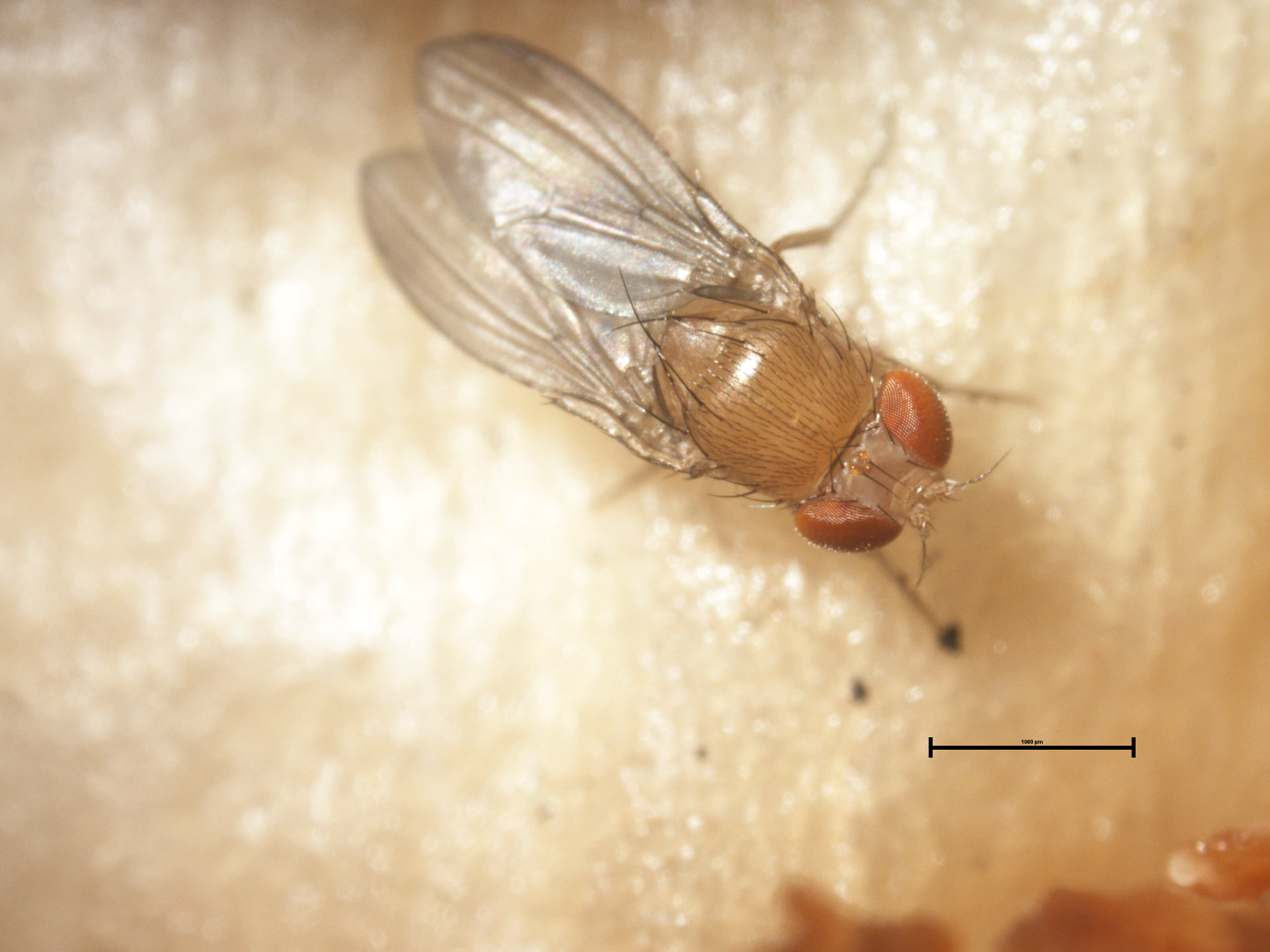 Sag Invita A Participar De Seminario Internacional Sobre Plaga Mosca De