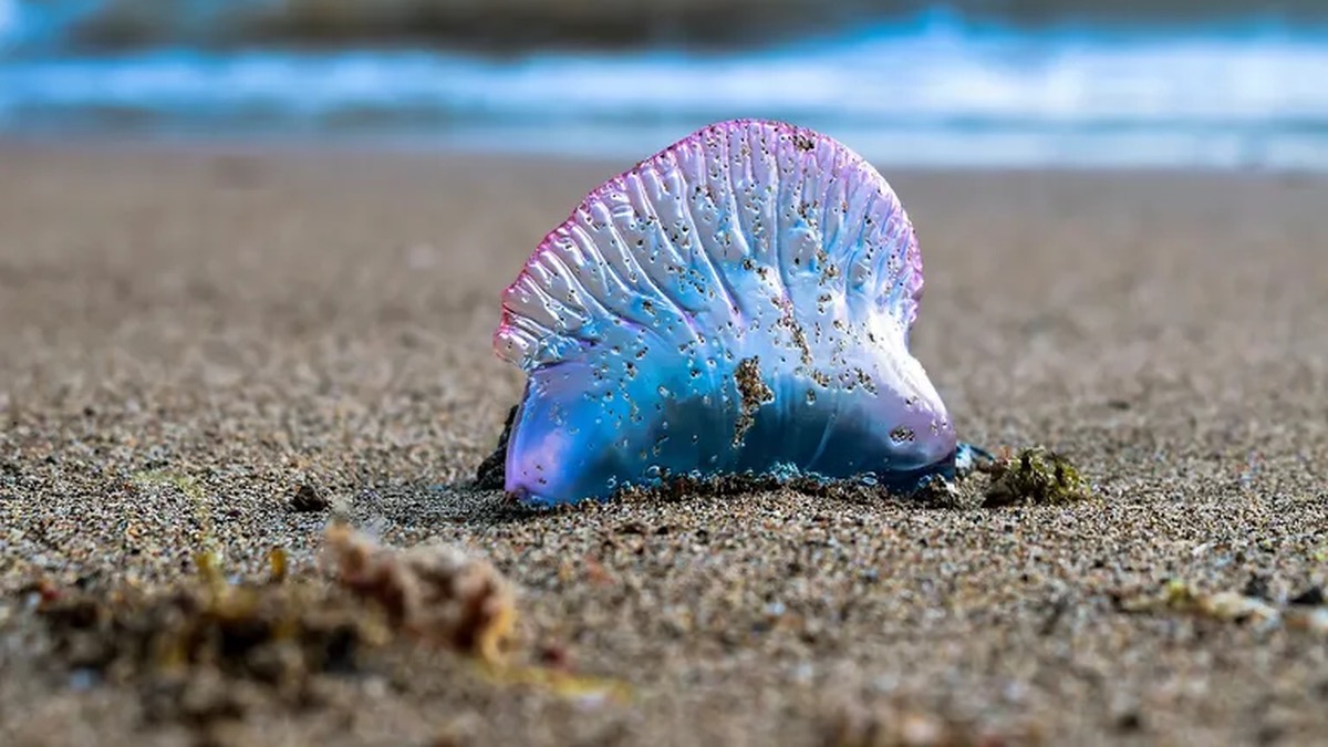 SEREMI de Salud de Atacama sinaliza o levantamento da medida sanitária em Playa La Virgen após a ausência da fragata portuguesa